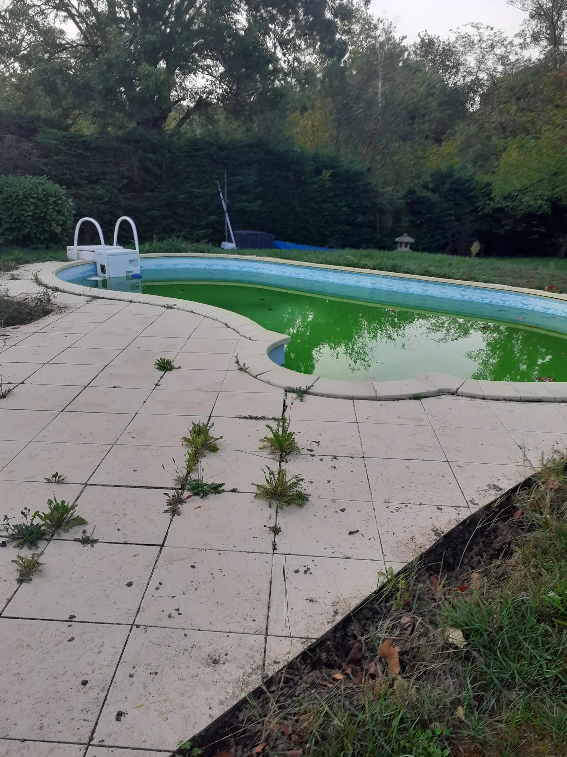 Ancien dallage envahi par les herbes autour d’une piscine dans un jardin arboré.